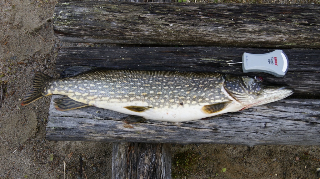 Tässä kuva niille jotka epäili hauen pään kokoa! Kala painoi tasan 5kg ja pituutta oli 92cm