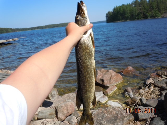 Hauki 1.16 kg