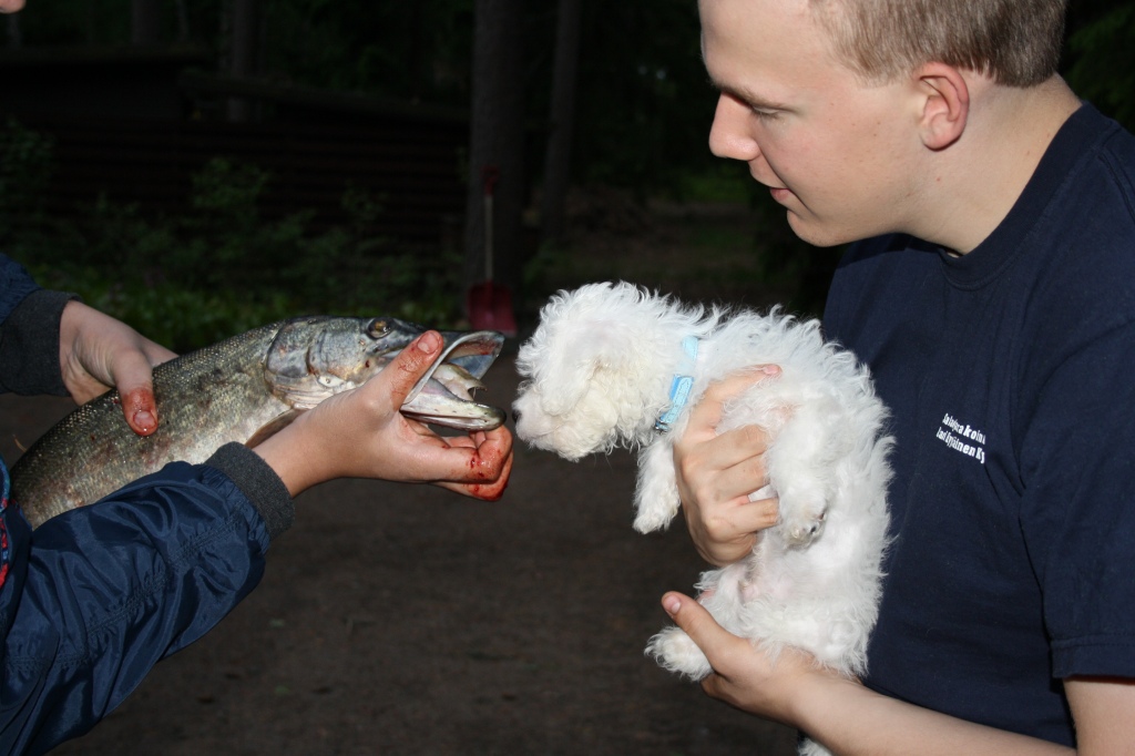 Jasse 2 kk ja hauki 3,8 kg