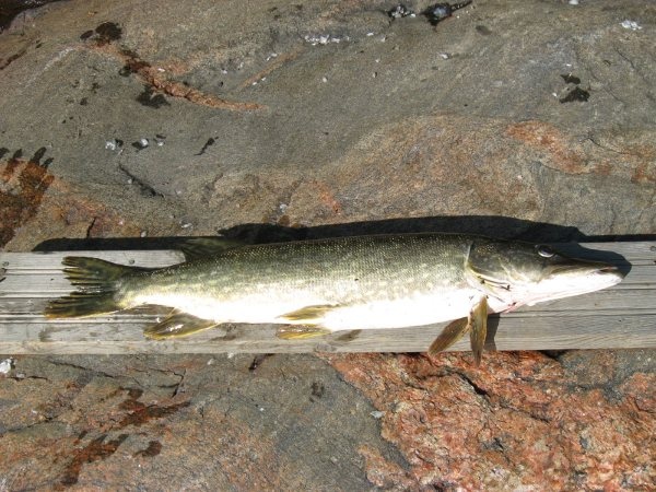 Saamani toinen 2kg hauki Stora Br�nd�st�