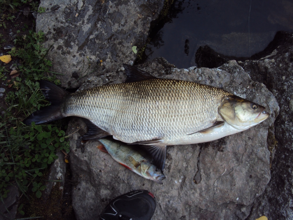 CR Toutain 70cm