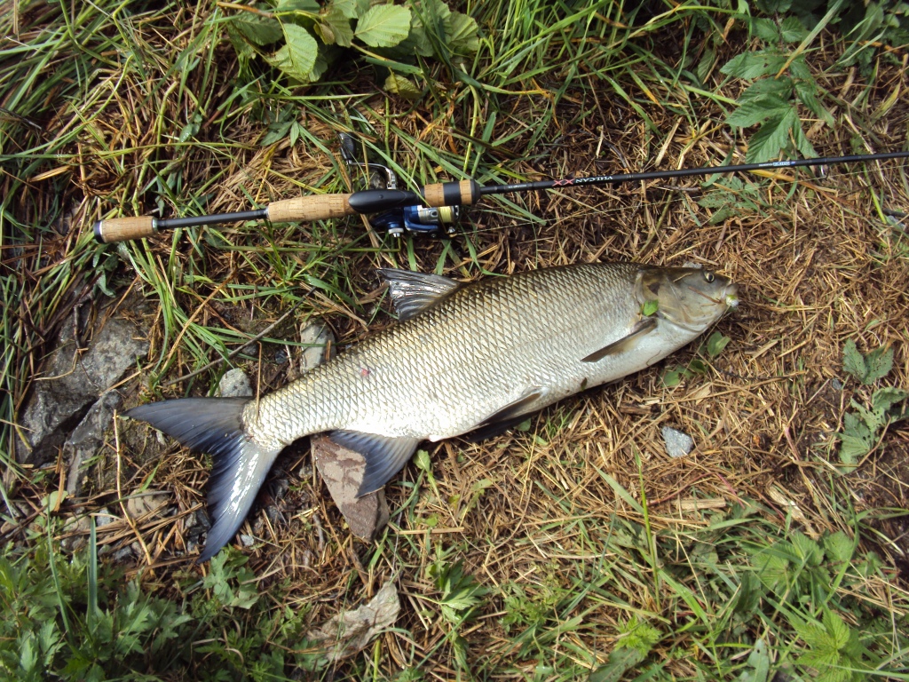 Oma Toutain ennätys paukku 75cm