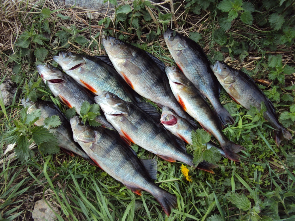 Ahven jiggailun satoa, lisäksi 1.2 ja 2.8 kiloset Toutaimet. Suurin ahven 335g