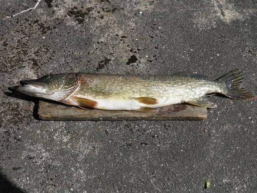 3,6 kilon hauki, iski kuusamon 2009 vuosi uistimeen