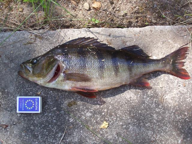 Ahven 800g