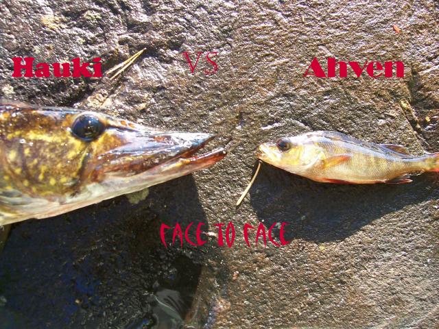 FACE TO FACE 
