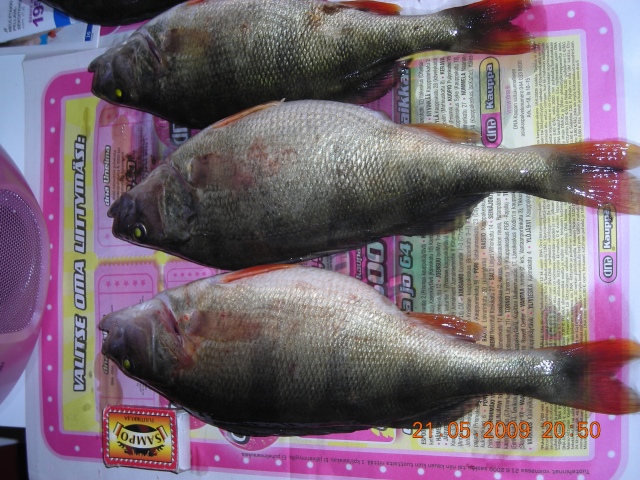 PARI vajaaa 500g ahventa