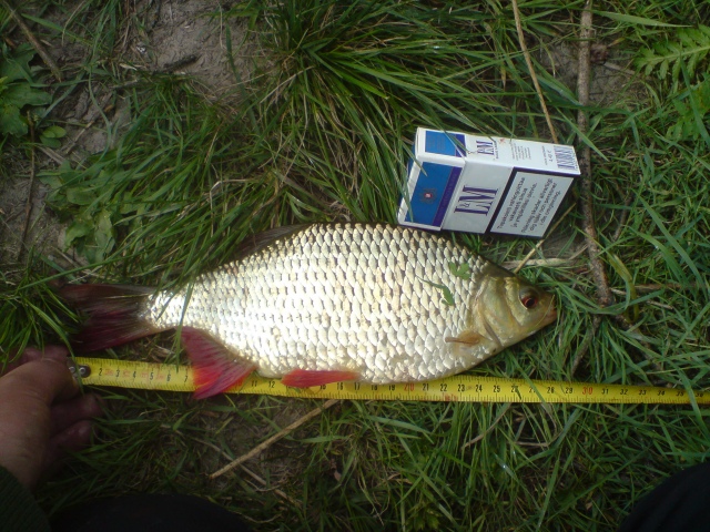 en ti� mik� mutta valaiskaa