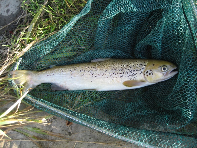 Pikku lohi