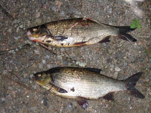 S�yneit� vaapulla