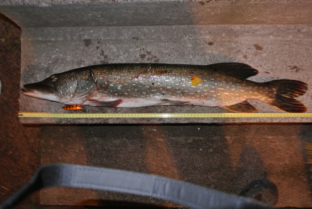 Isoin hauki minnowil 4,3kg ja 89cm