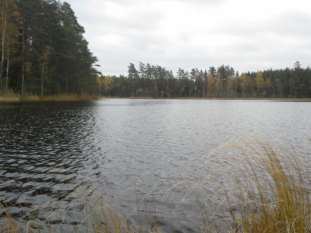 tästä tulee haukee...