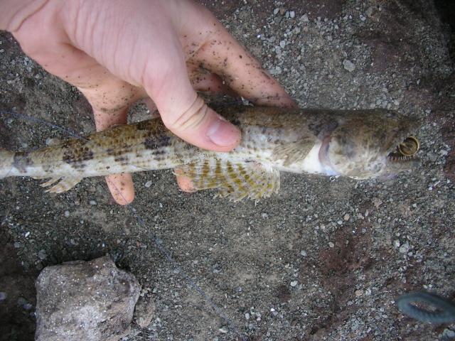 Atlantic Lizardfish