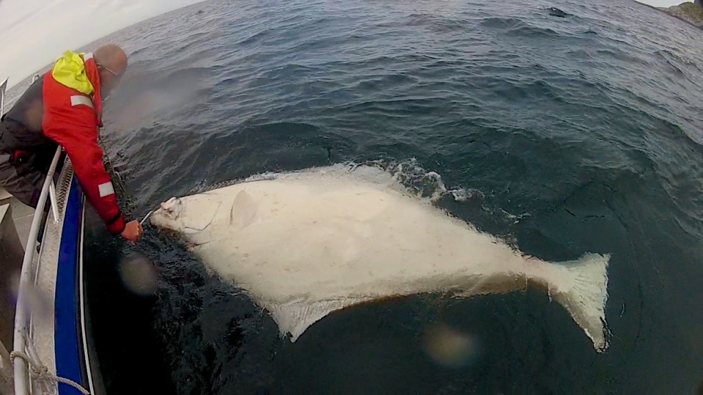 Rujanpallas 220 cm