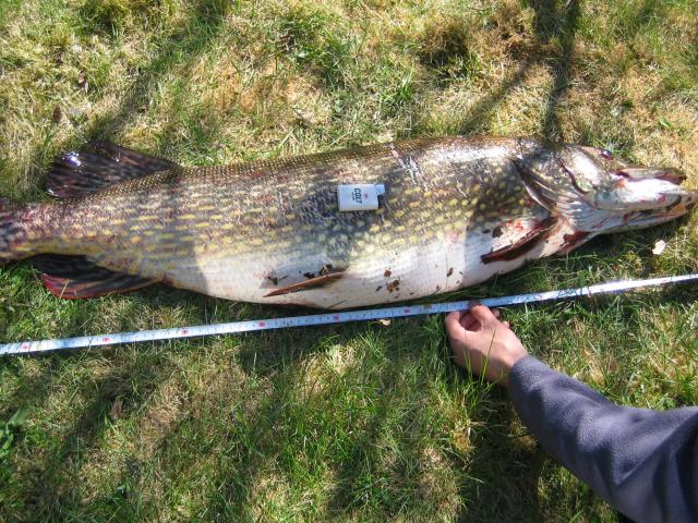 Tällänen jysähti rapala 4cm vaappuun.. sinivalkonen. mallia en muista