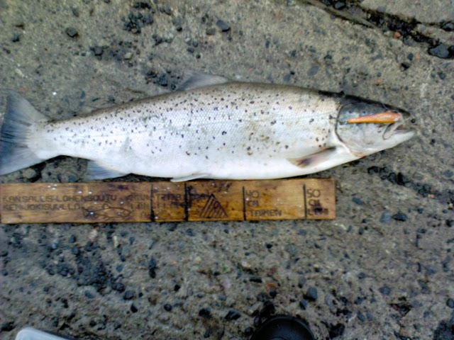 Meritaimen 4.3 kg  72 cm