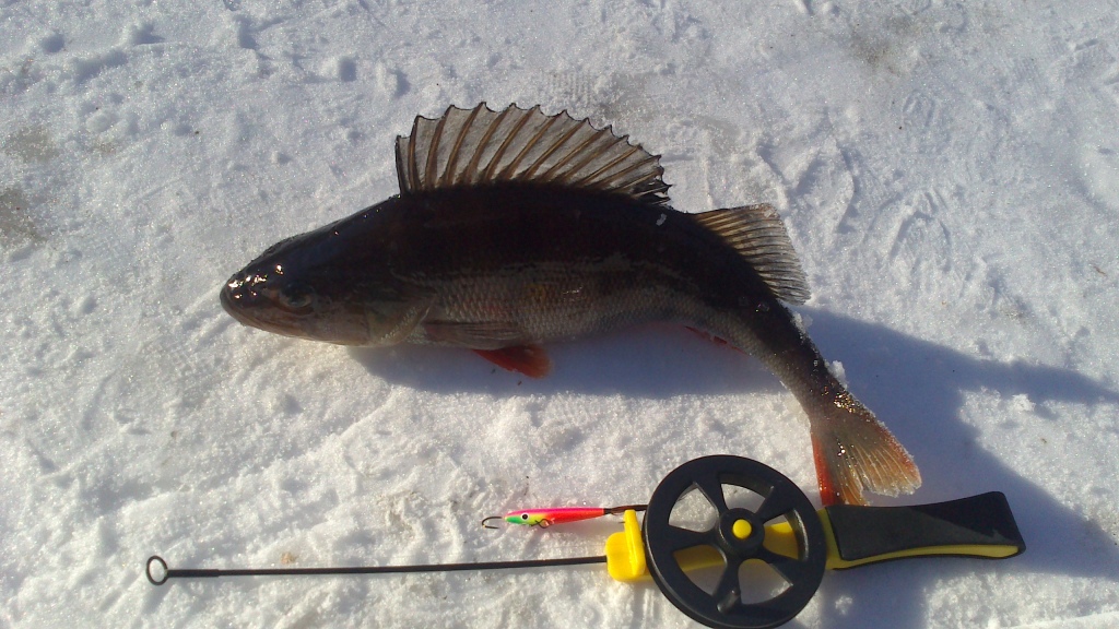 Iso-Lamujärven noin 400g ahvena..