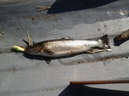 Taimen 1,5 kilonen