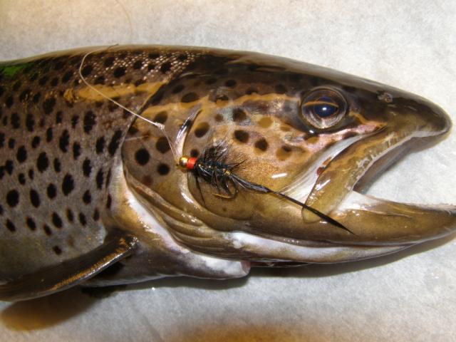Taimen, ja sen narauttanut Electric Leech