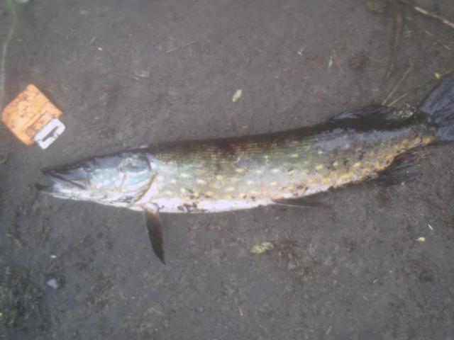 Tuollaanen jys�hti uistimeen