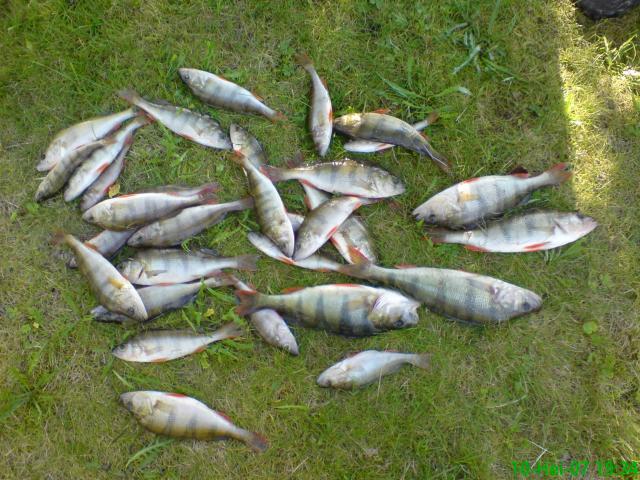 Ahvenia alkaa l�htem��n.. isoimmat on n.30cm..