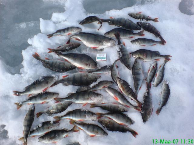 Viime talvena pilkill�kin tuli ahvenia.. serkun kans saatiin