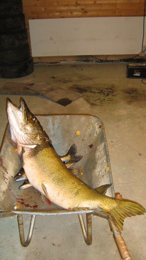 J�nisjoen hirvi� !