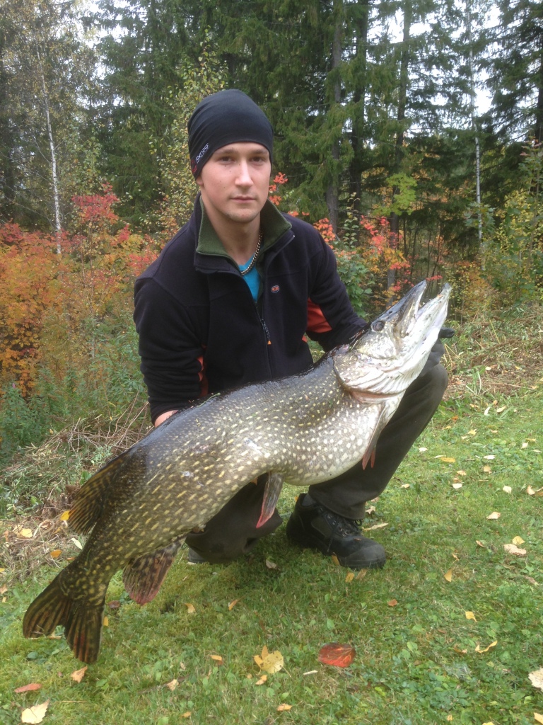 Hauki, 15.71kg. Jo toinen Jänisjoen hirviö, ja taas tuulastamalla!
