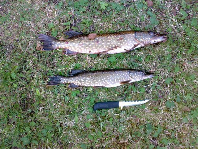 Hauet 1.25 ja 0.5 kg