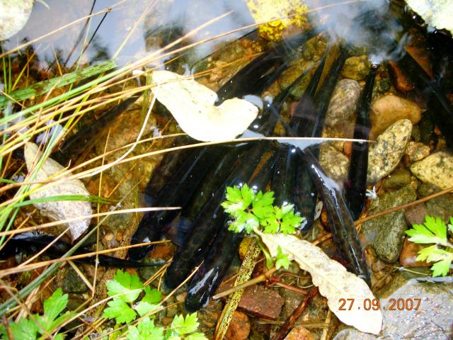 Harjuksenpoikasia rantavedess� Summaskoskella