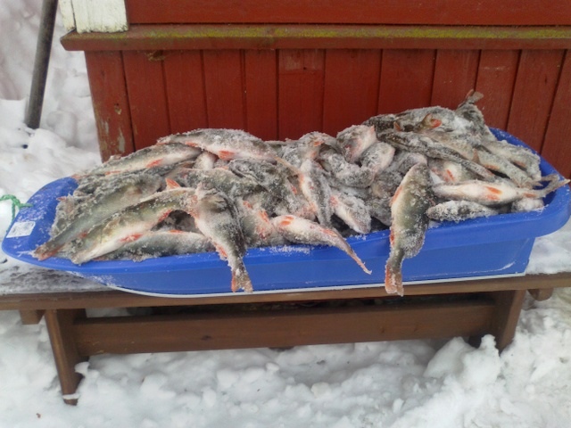 Pilkki ahventa