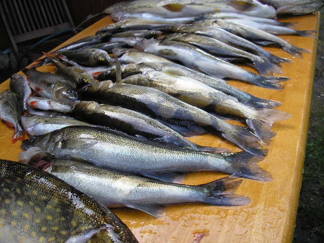 Uistelu