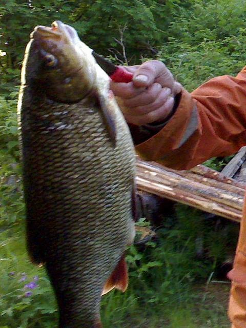 Naapuri sai s�yn�v�n.tasan 2kg