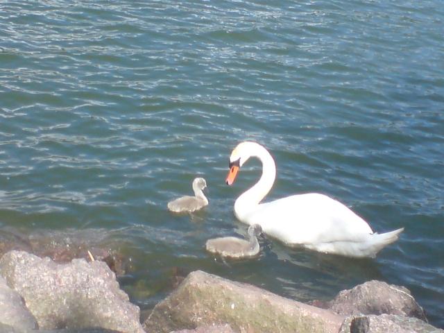 Kalastaja perhe
