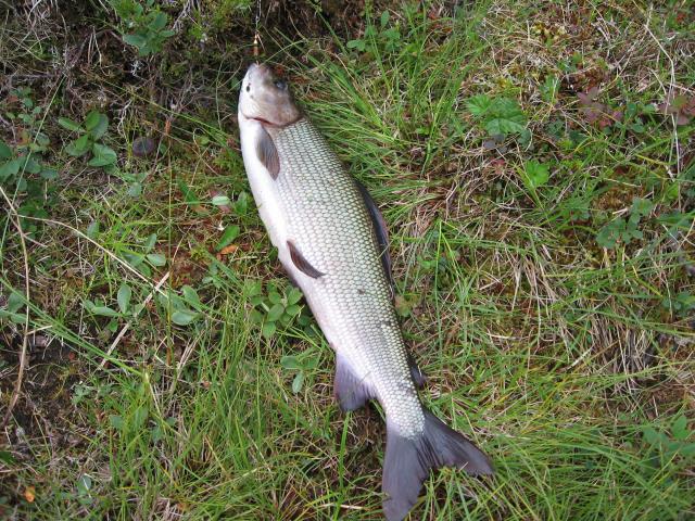 Iso harri yli 55 cm.