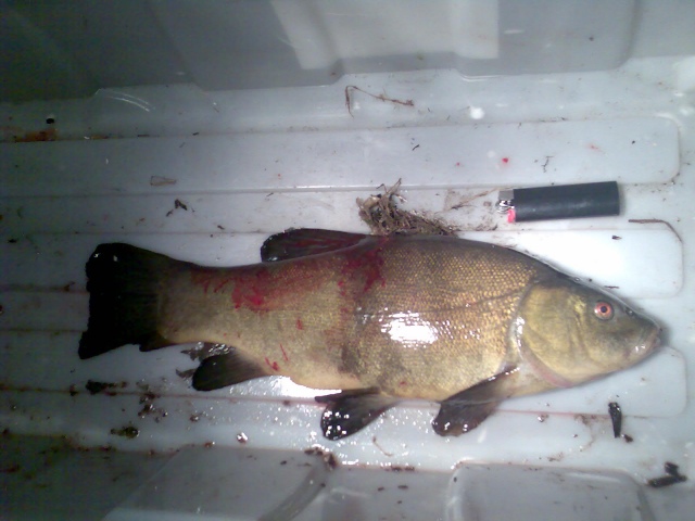 Suutari 1,15 kg