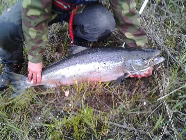 11,79kg lohi torniojoelta