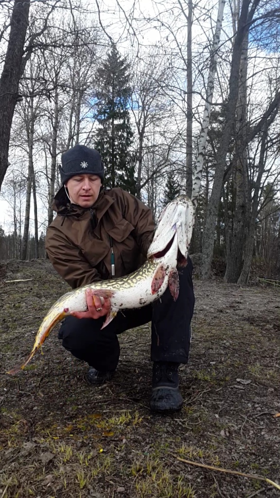 Hauki 7 kg