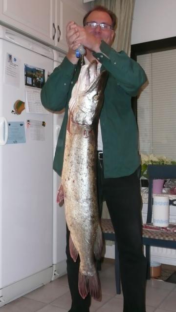 Hauki 11kg