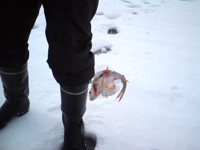 Ahven kyljest� kiinni