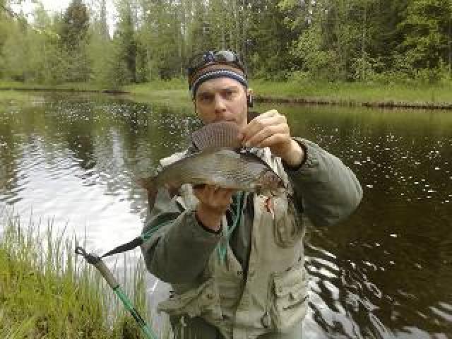 Harjus 40cm