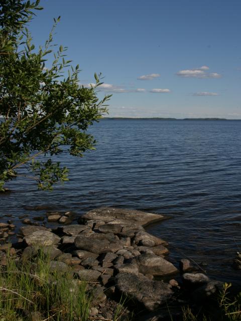 Lepponen meininki