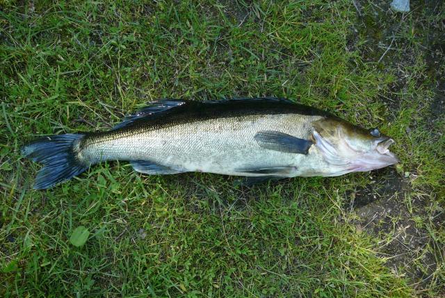 Kuha 2200 g M�nninselk� Lieksa