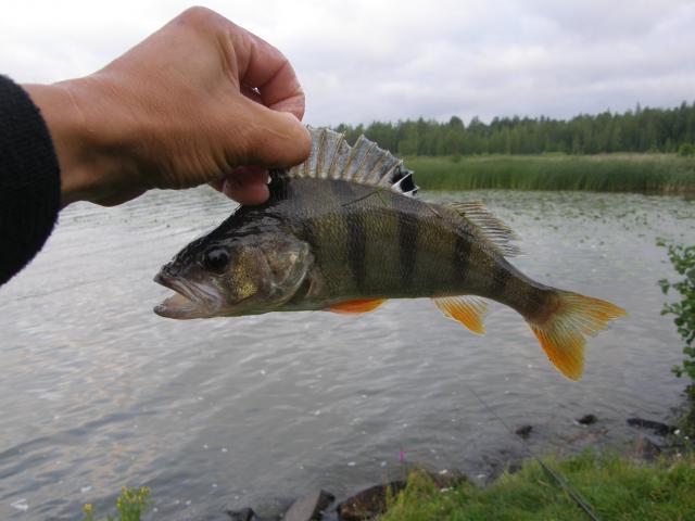 Ahven 0,243 kg mato-ongella 05:40