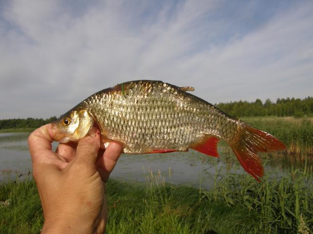 Sorva 0.274 kg mato-ongella 08:00