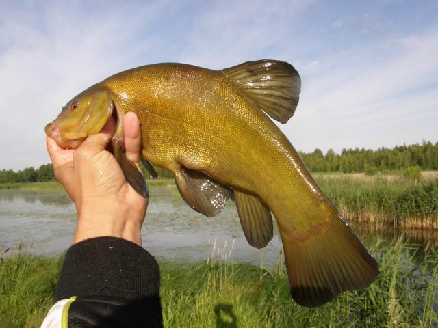 0,925 kg l�helt�