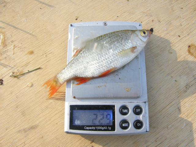 Sorva 0,0229 kg mato-ongella 07:30