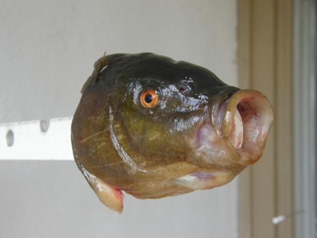 P��TROFEE MUISTOX