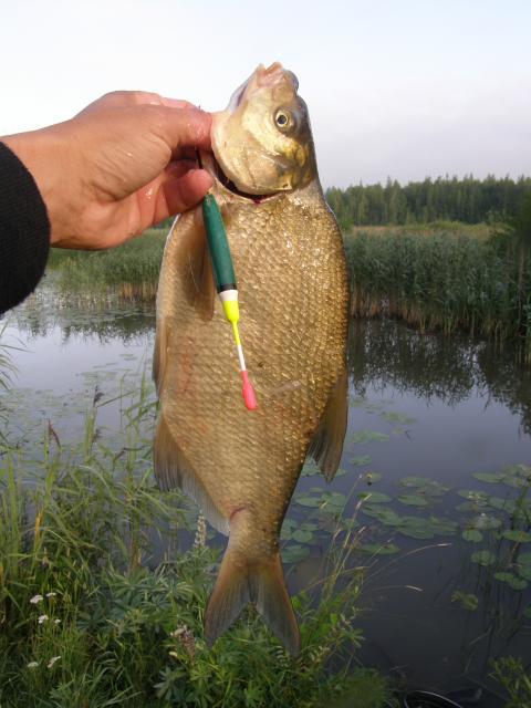 Lahna 0,728 kg mato-ongella 06:20