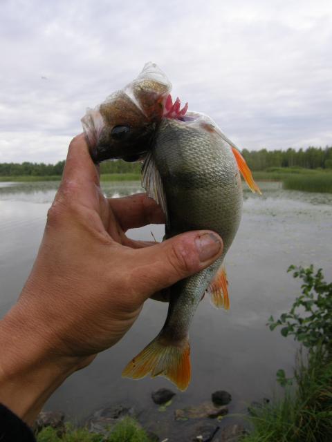 EI j�tet� kitumaan kuiville